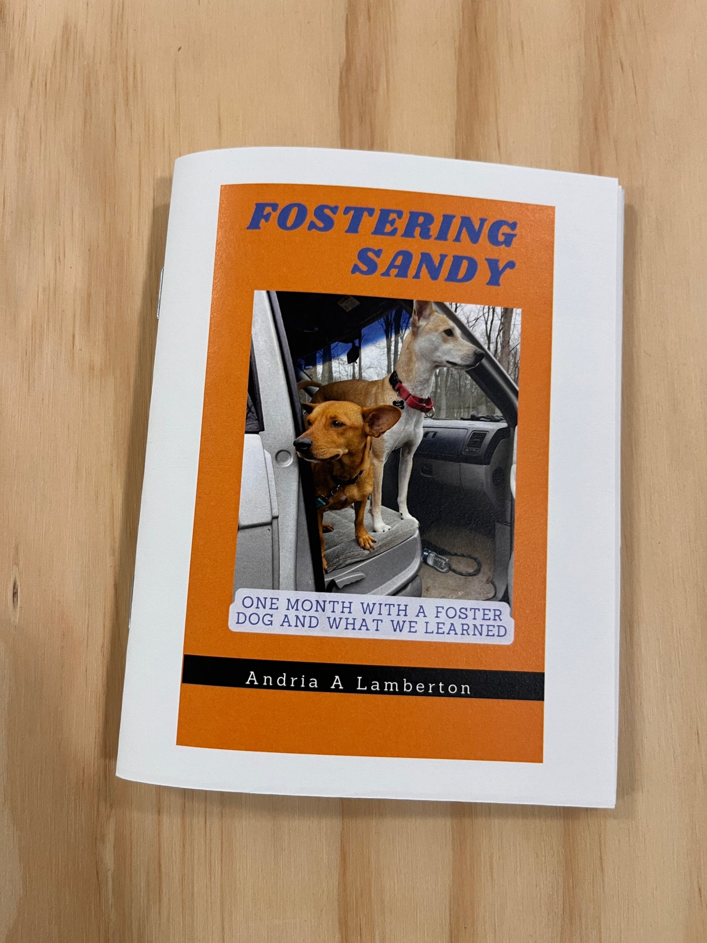 Fostering Sandy: One Month With a Foster Dog and What We Learned