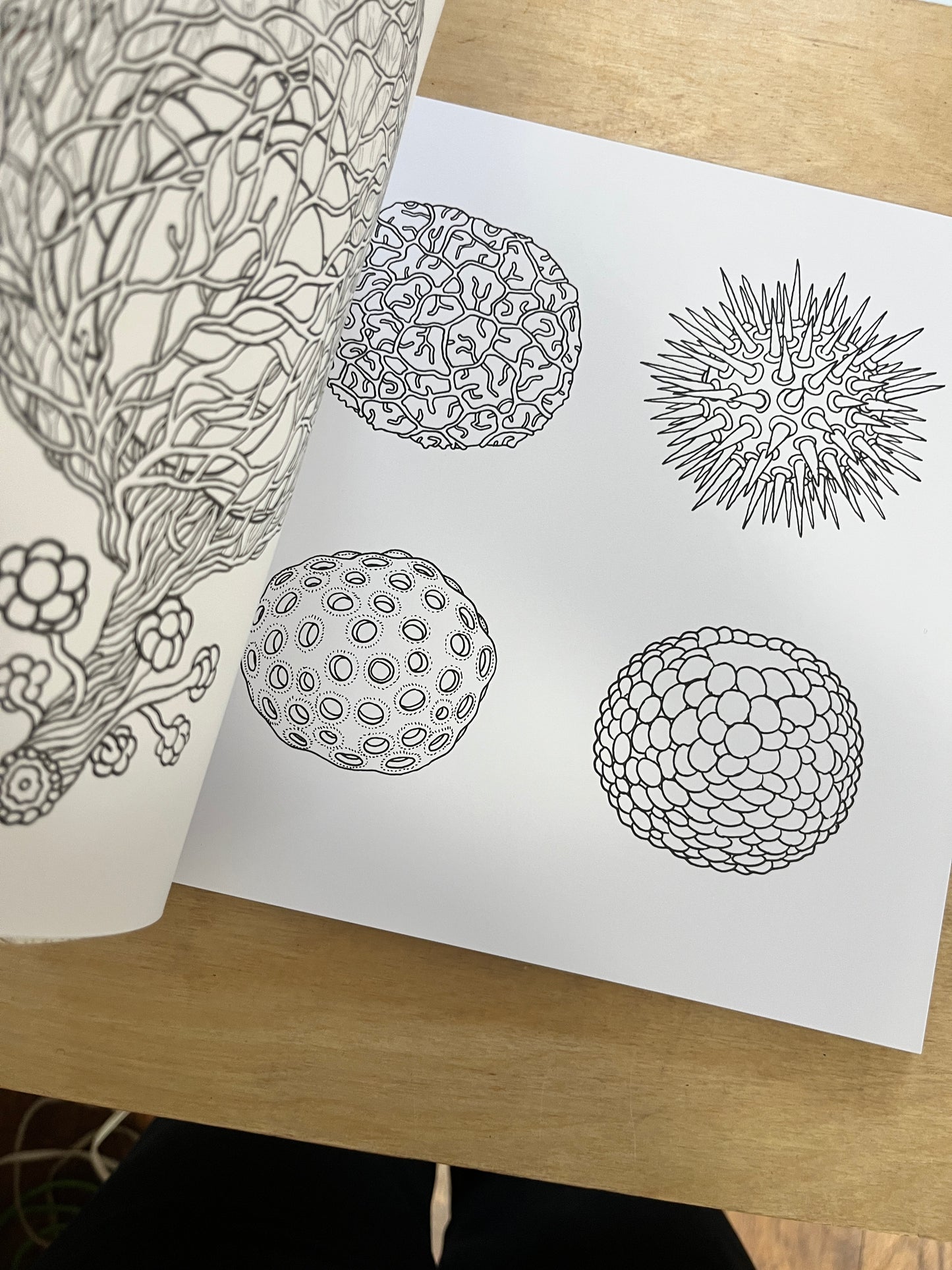 A Walk in Eden coloring book