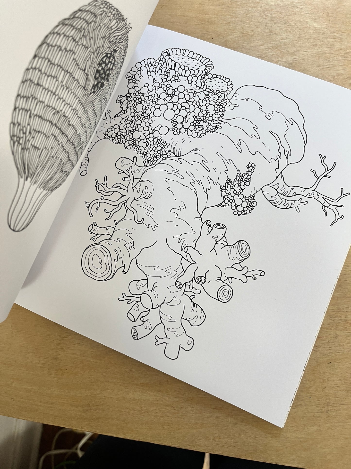 A Walk in Eden coloring book