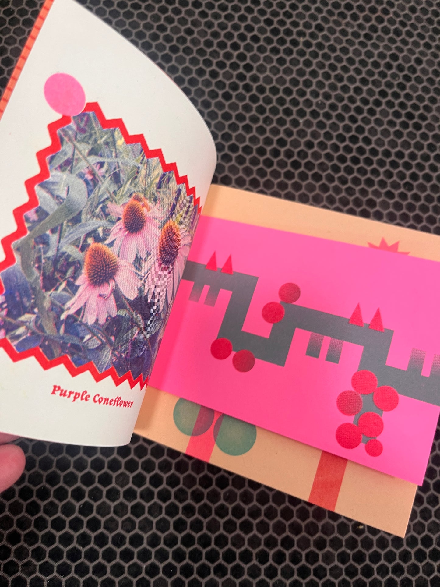 bloomers (the zine!)