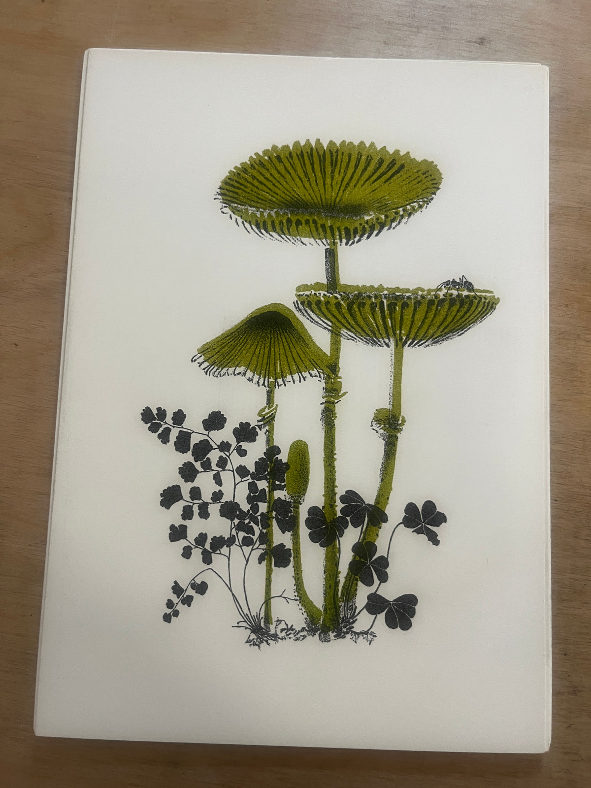 FUNGI