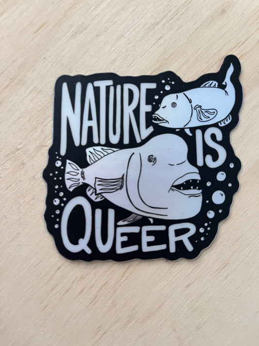 Nature is Queer: Kobudai Fish